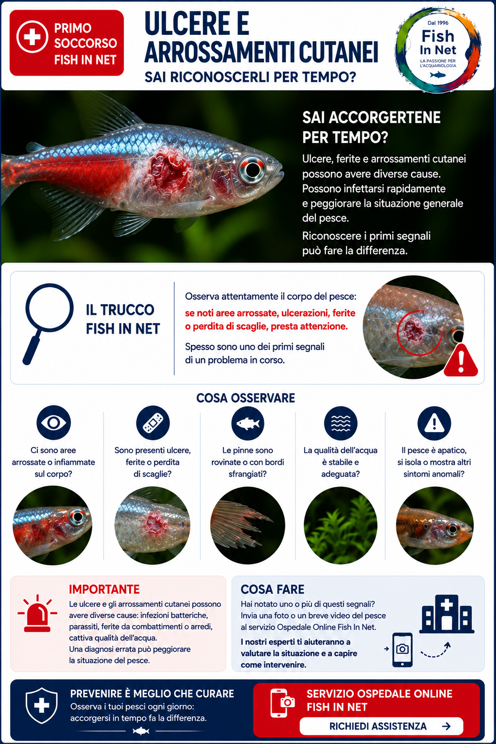 Ulcere cutanee nei pesci d'acquario - Fish In Net