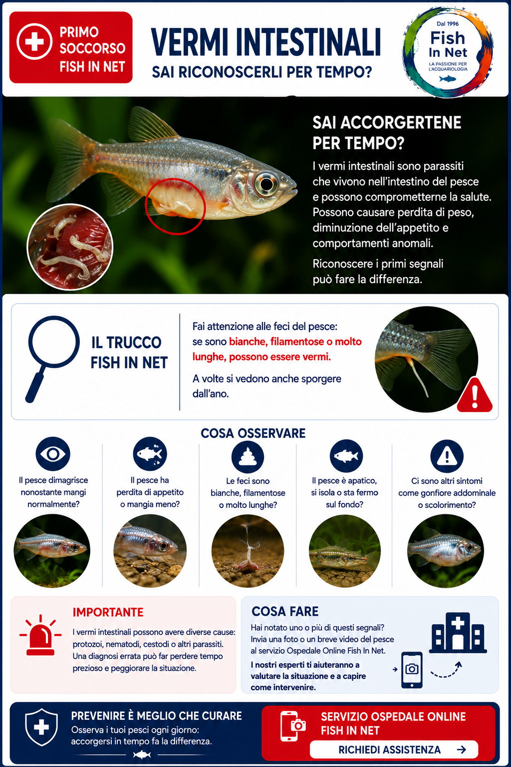 Vermi intestinali nei pesci d'acquario - Fish In Net