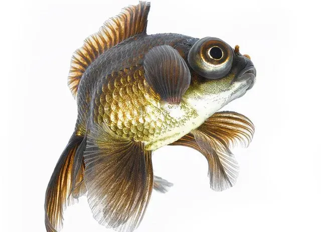 Quanto vive un pesce d'acquario? Curiosità Fish In Net
