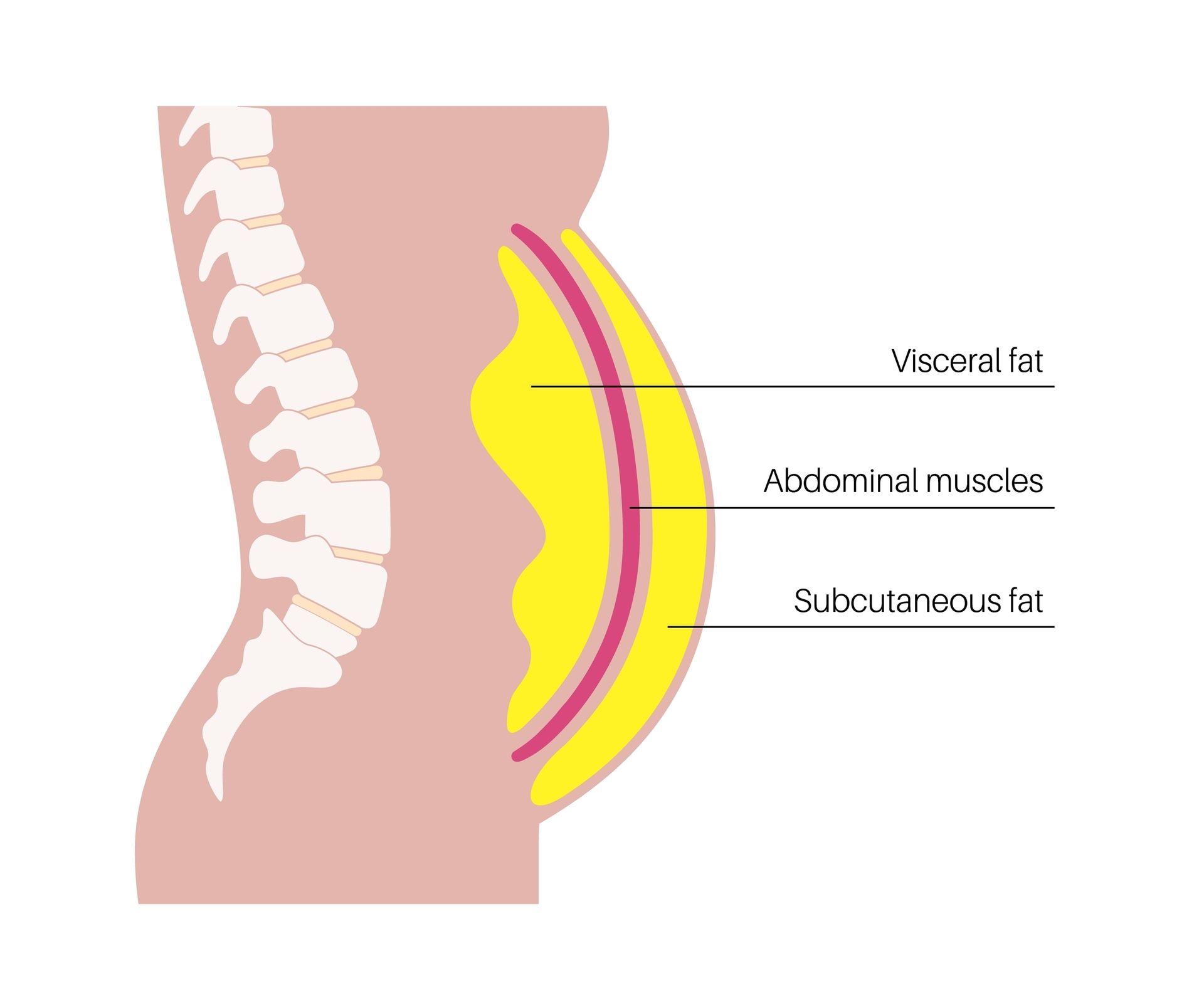 Cross-section diagram of the torso, showing the spine, abdominal muscles, and layers of subcutaneous and visceral fat.