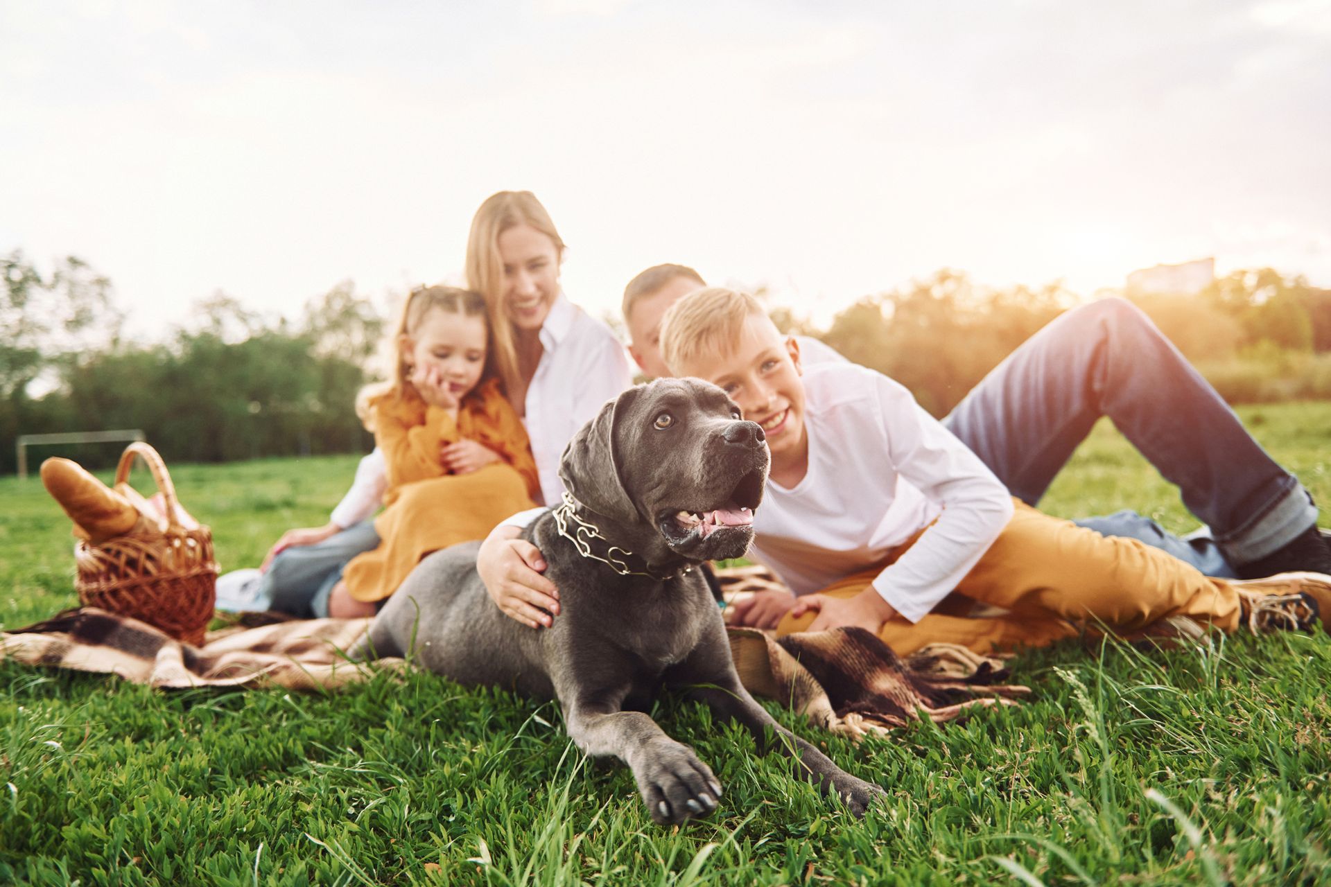 Family with a large gray dog on a picnic blanket in a green field; the sun is setting.