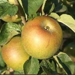 Apples on a tree with green leaves, yellow and red skin.
