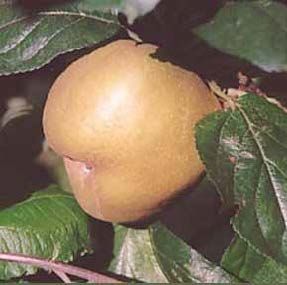 Apricot fruit on a tree, yellow-brown in color, surrounded by green leaves.