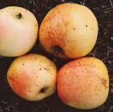 Four yellow apples with reddish speckles and blemishes on a dark background.