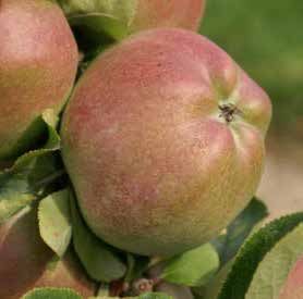 Close-up of a partially red apple on a green leafy branch.