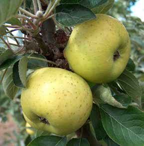 Two ripe golden apples on a branch with green leaves.
