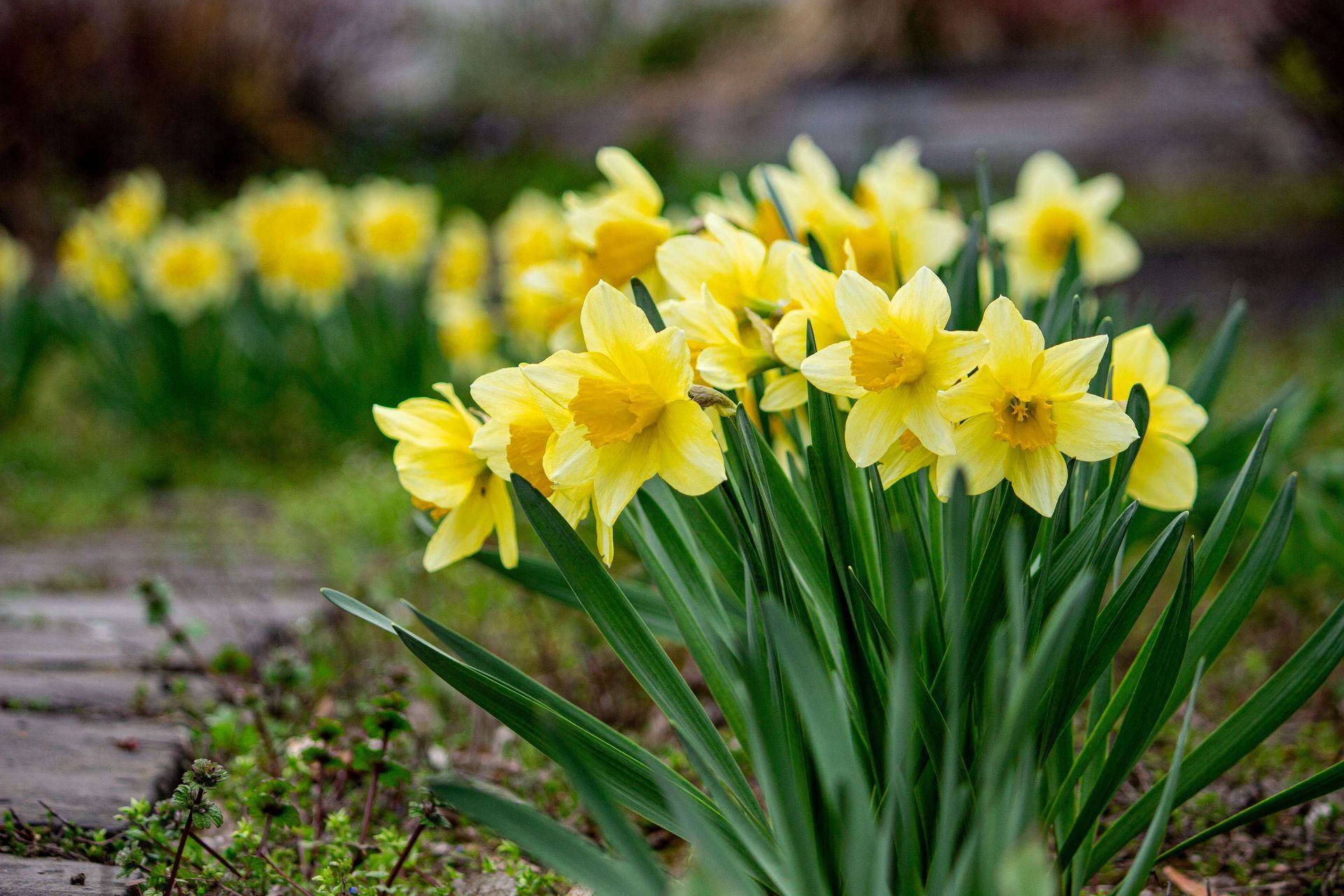 Daffodil and spring bulb planting