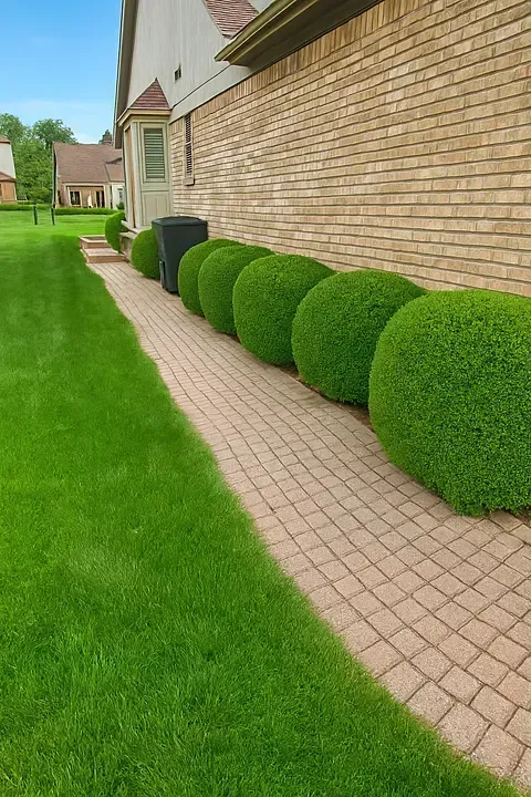 Brick house side yard with trimmed green shrubs along a paved walkway and lawn