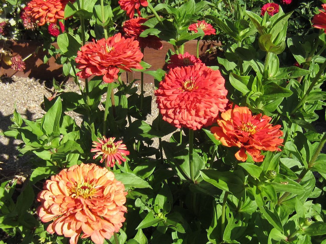 A bunch of red flowers are growing in a garden