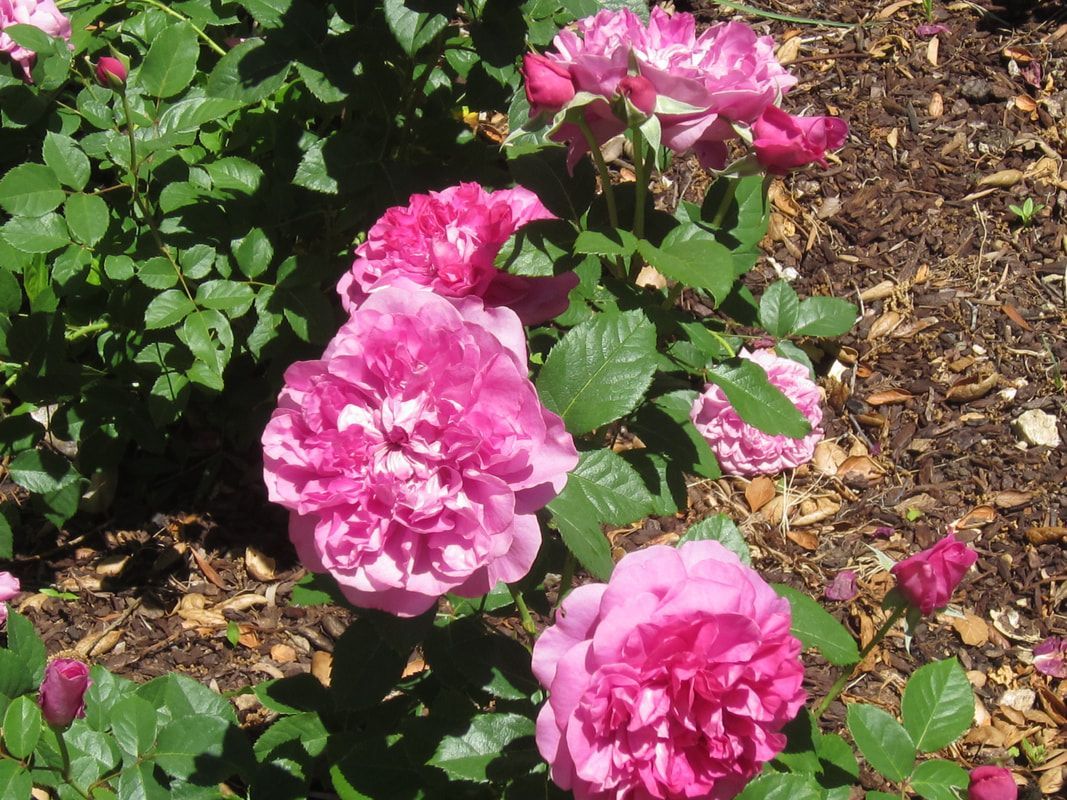 A bunch of pink flowers are growing in a garden