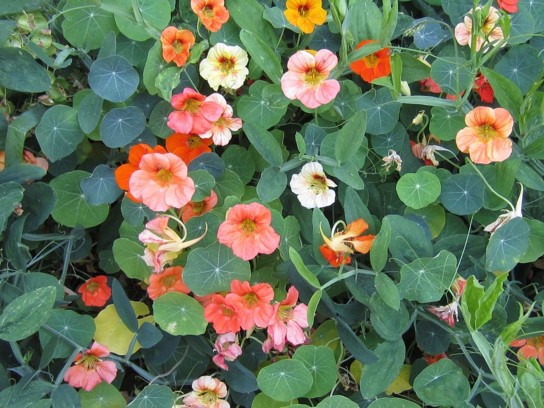 A bunch of flowers are growing in a garden