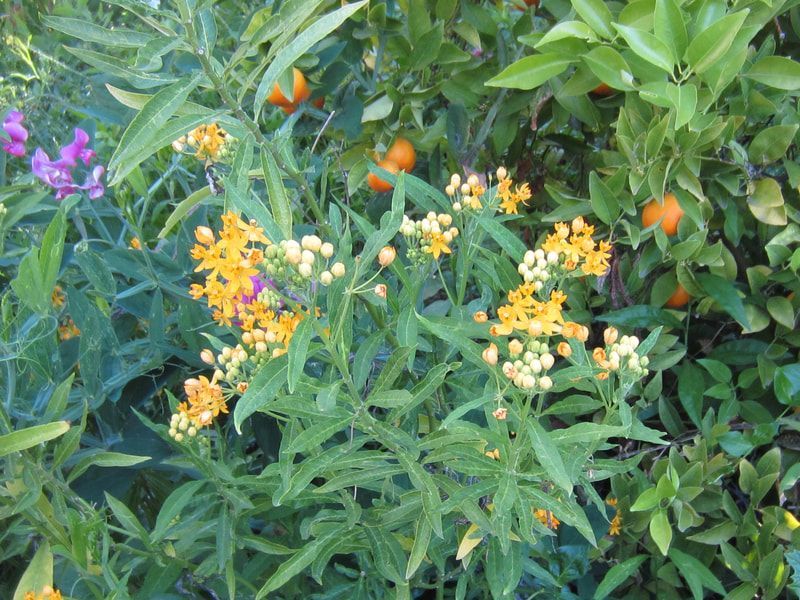 A bush with yellow flowers and purple flowers surrounded by green leaves