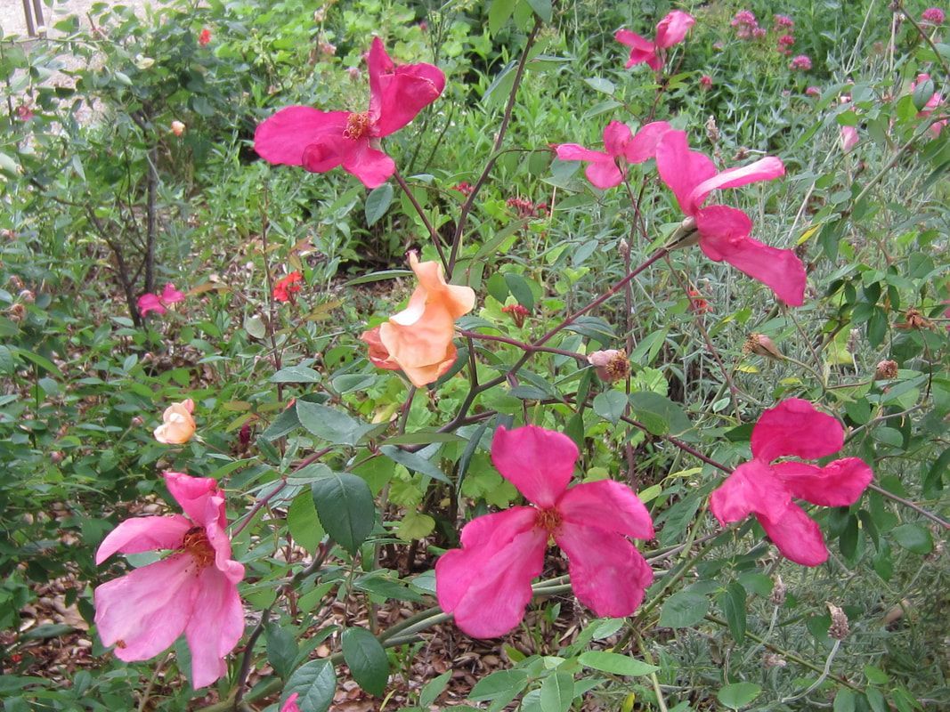 A bunch of pink flowers are growing in a garden.