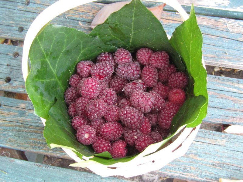 A basket filled with raspberries and green leaves on a wooden table