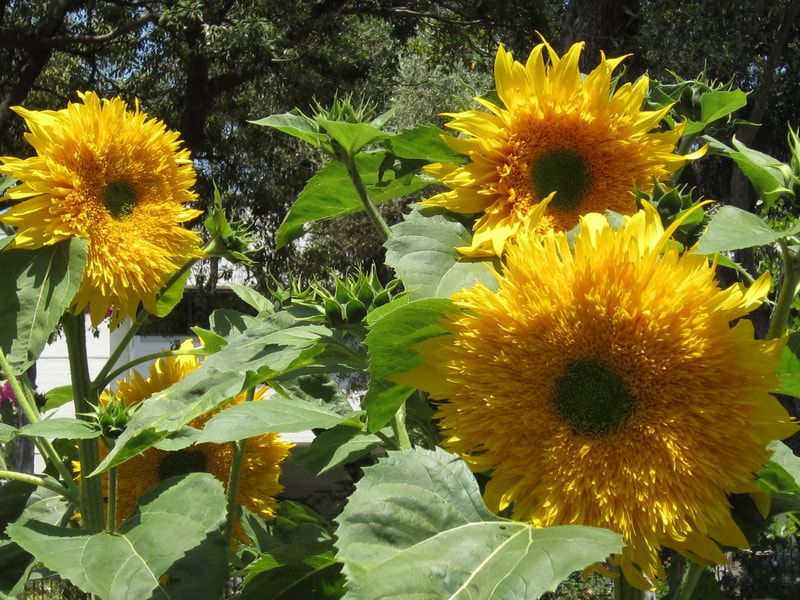 A bunch of sunflowers are growing in a garden