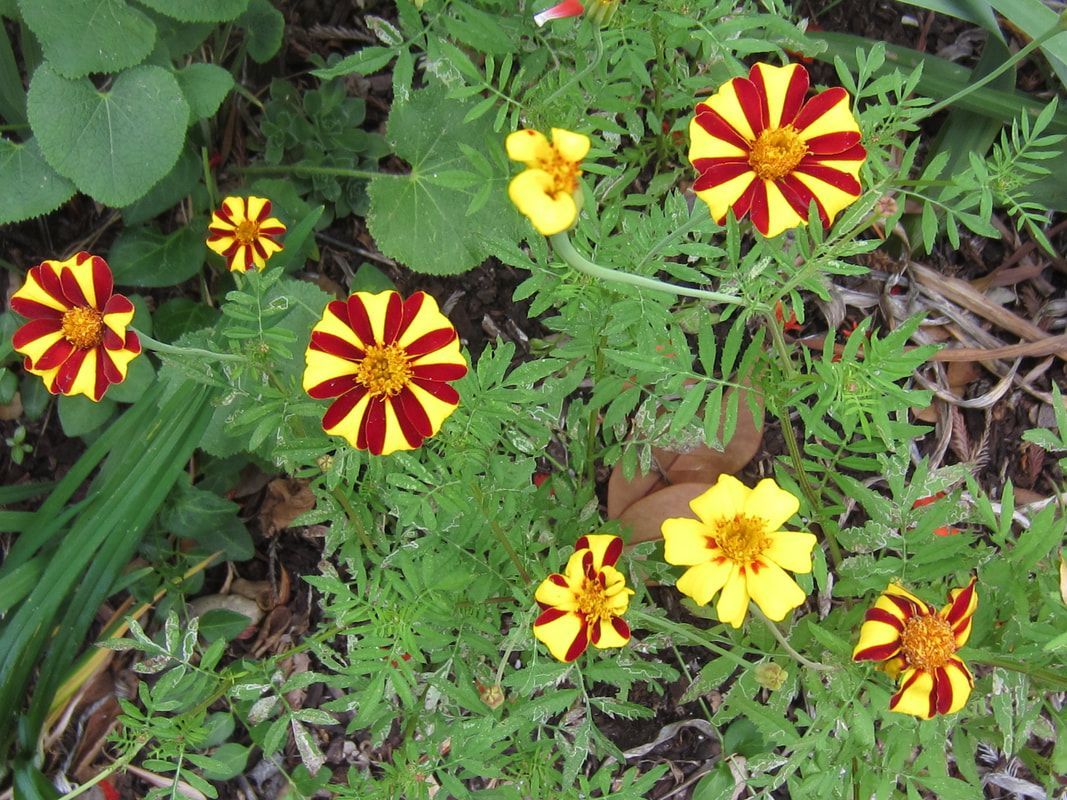 A bunch of yellow and red flowers surrounded by greenery