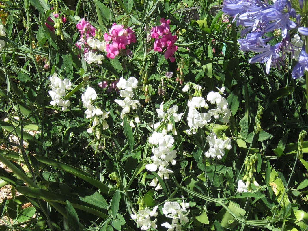 A bunch of white and pink flowers are growing in a garden