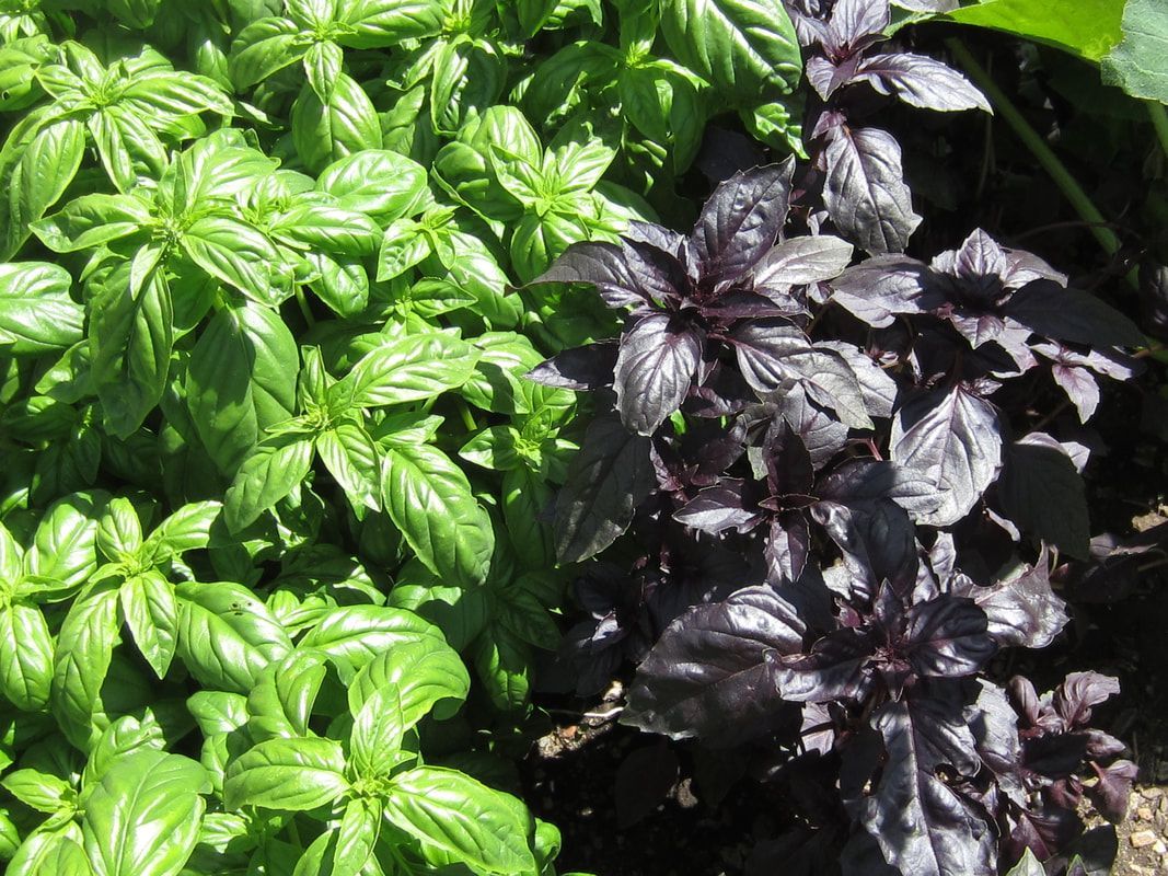 A bunch of different types of basil plants are growing in a garden.