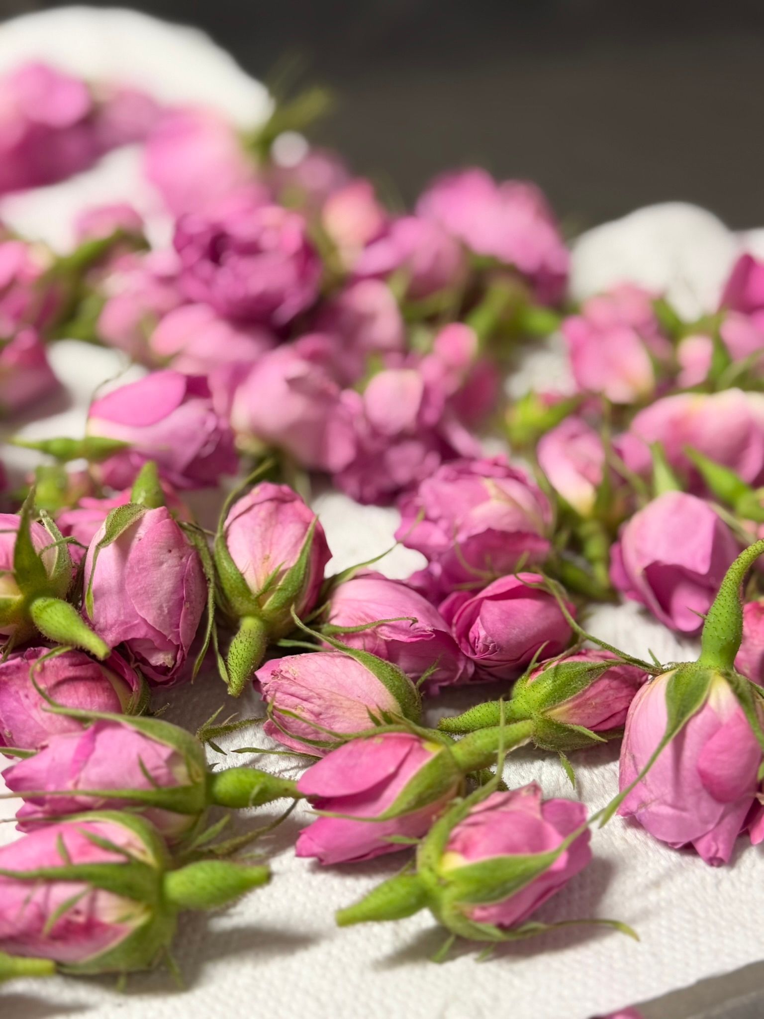 rosa damascena raccolta 2026