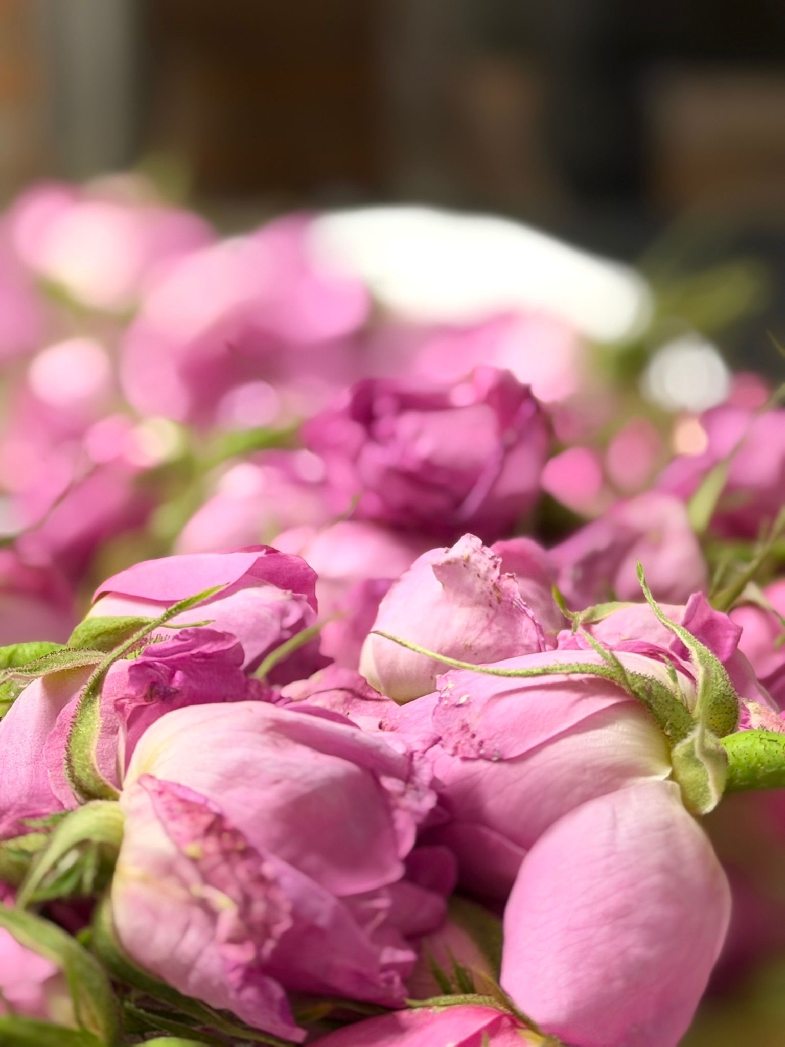 rosa damascena raccolta 2026