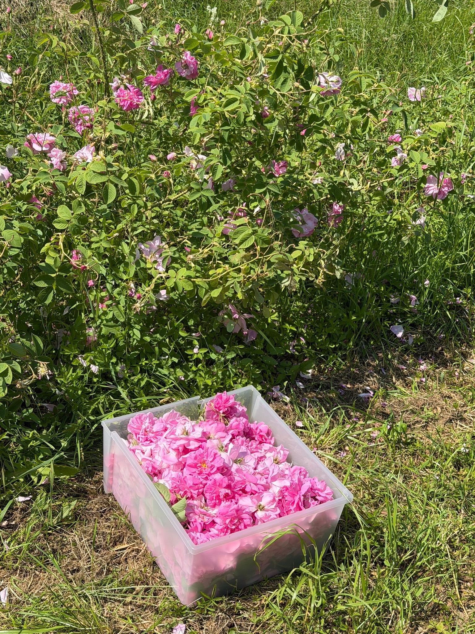 rosa 