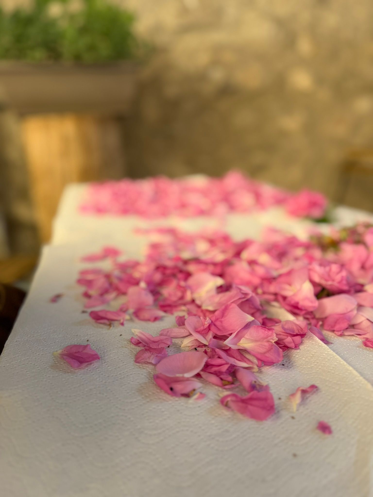 rosa damascena raccolta 2026