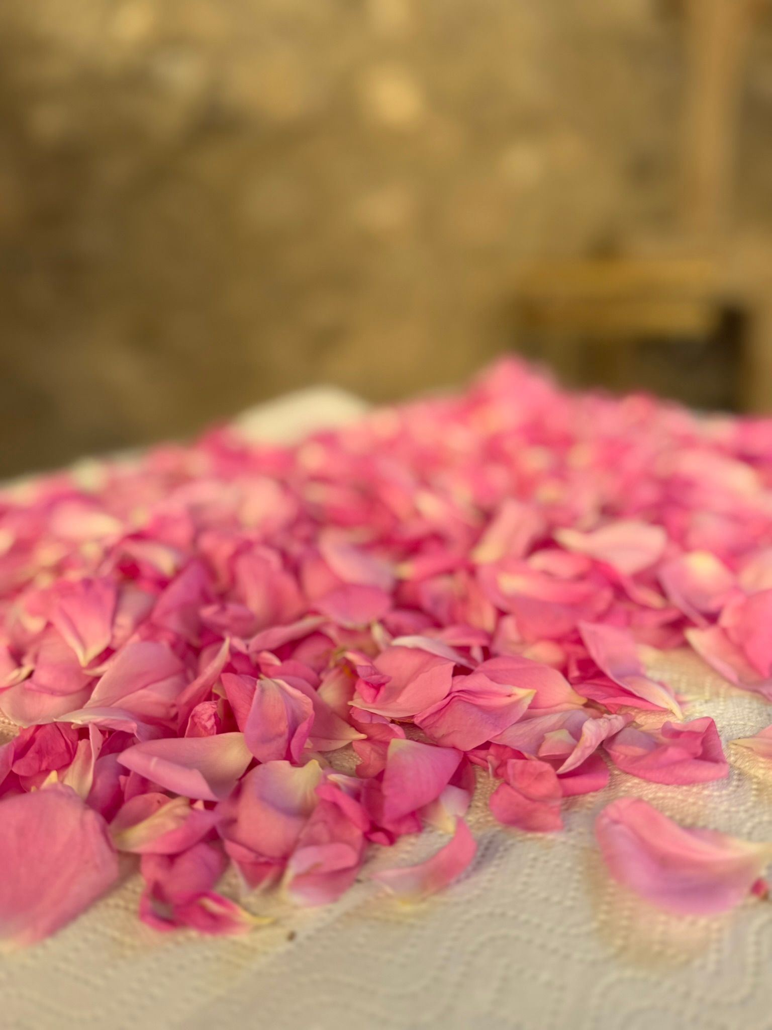 rosa damascena raccolta 2026