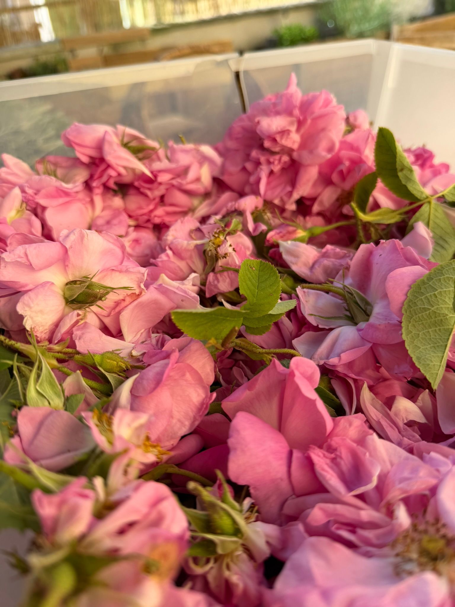 rosa damascena raccolta 2026