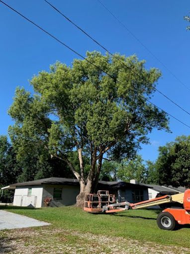 Tree Service and Stump Removal in Sanford, FL