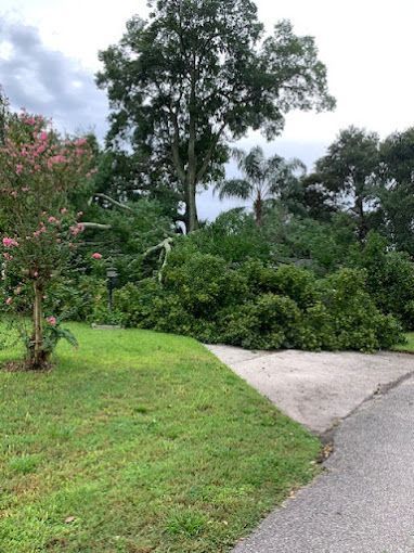 Tree Service and Stump Removal in Sanford, FL
