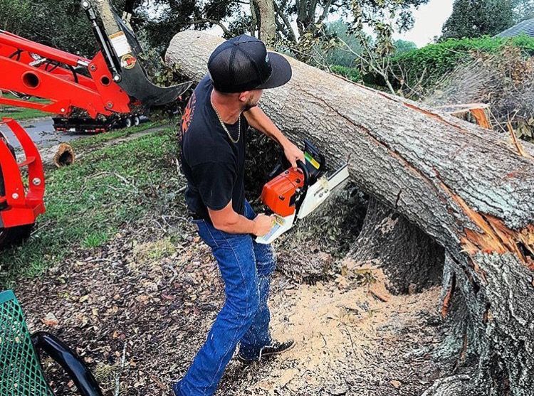 A person in a black cap and shirt uses an orange chainsaw to cut a large, downed tree trunk in a grassy yard.