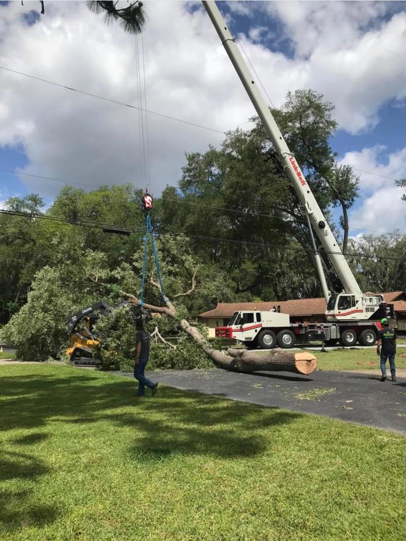 Tree Service in Sanford, FL