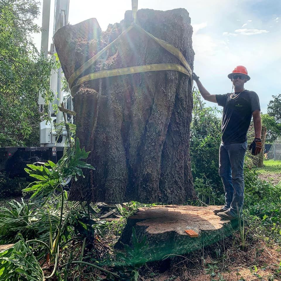 A man is standing next to a large tree stump.