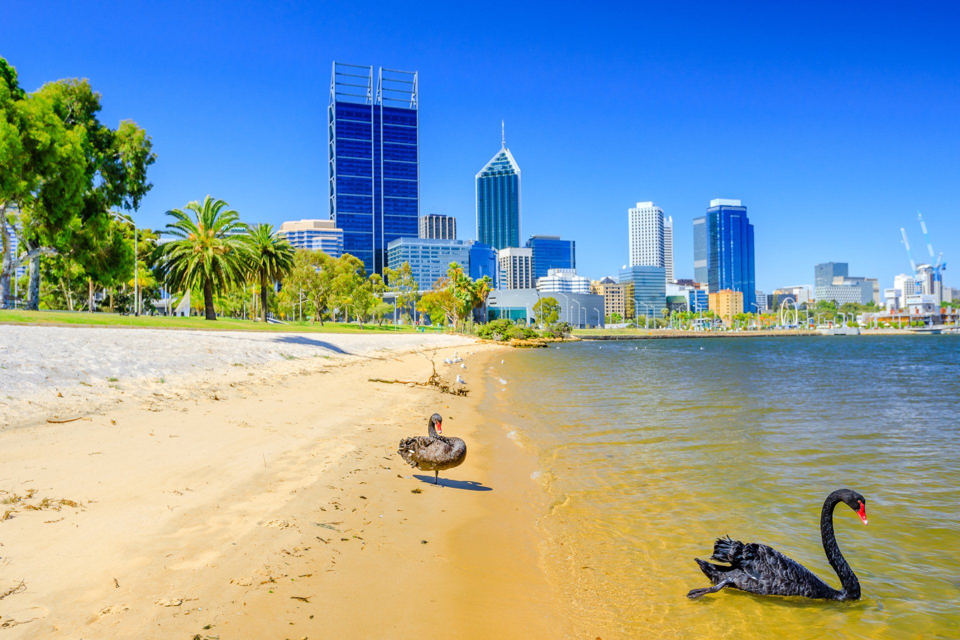 Black Swans Perth Bay - Canning Vale, WA - Accredit Building Surveying & Construction Services Pty Ltd