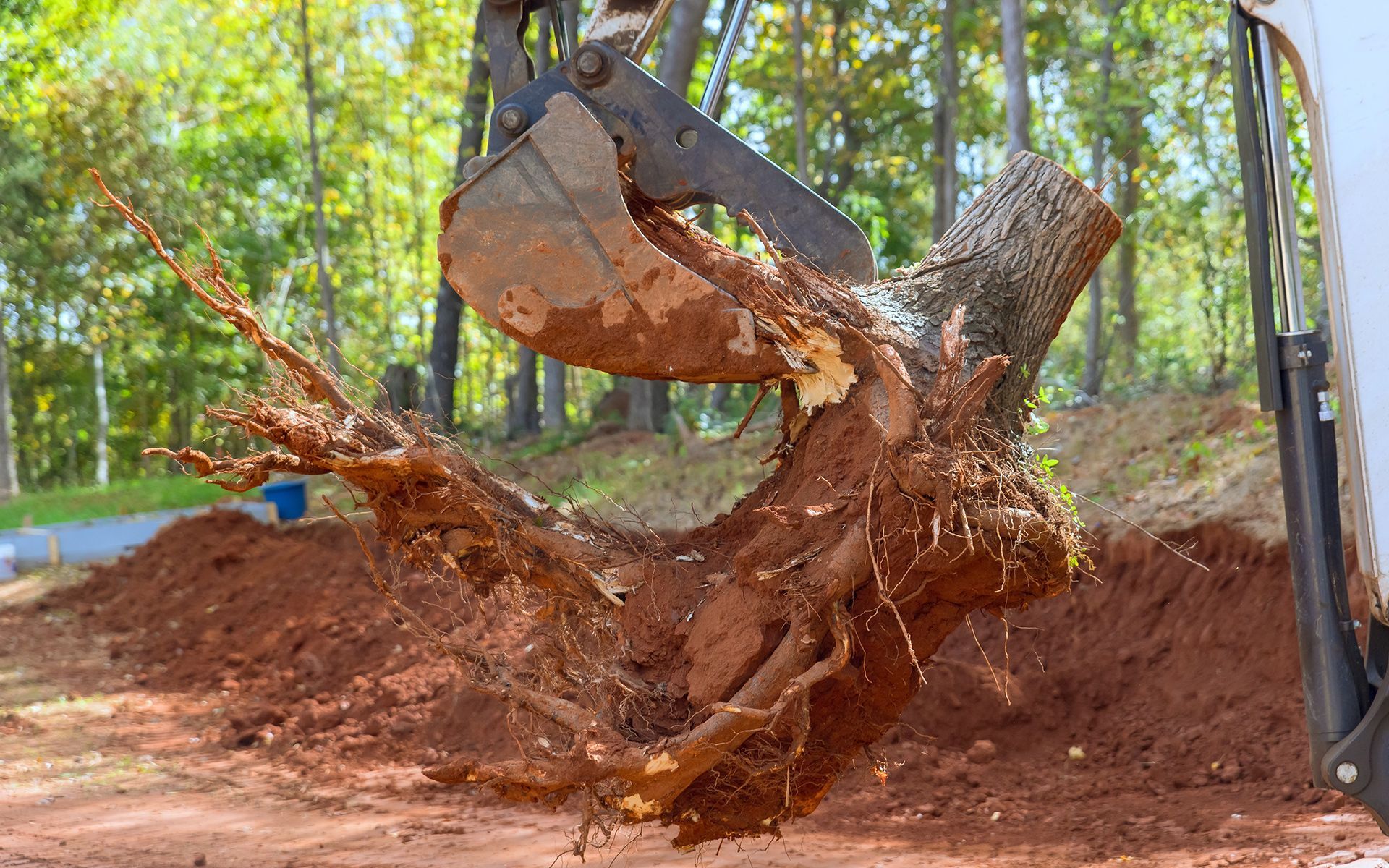 Excavator lifting a tree stump with exposed roots in a red dirt field.