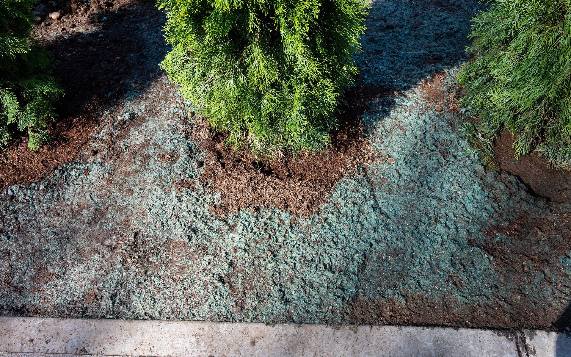 Ground cover and soil around green bushes.