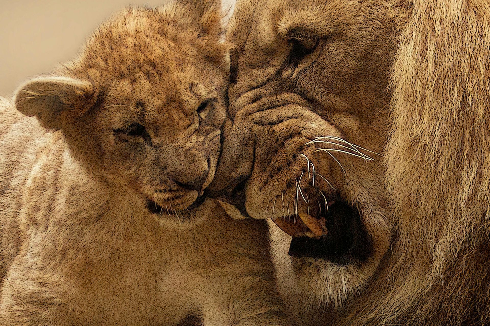 Lioness nuzzles a cub, both with tawny fur. The cub nips the lioness's mouth.
