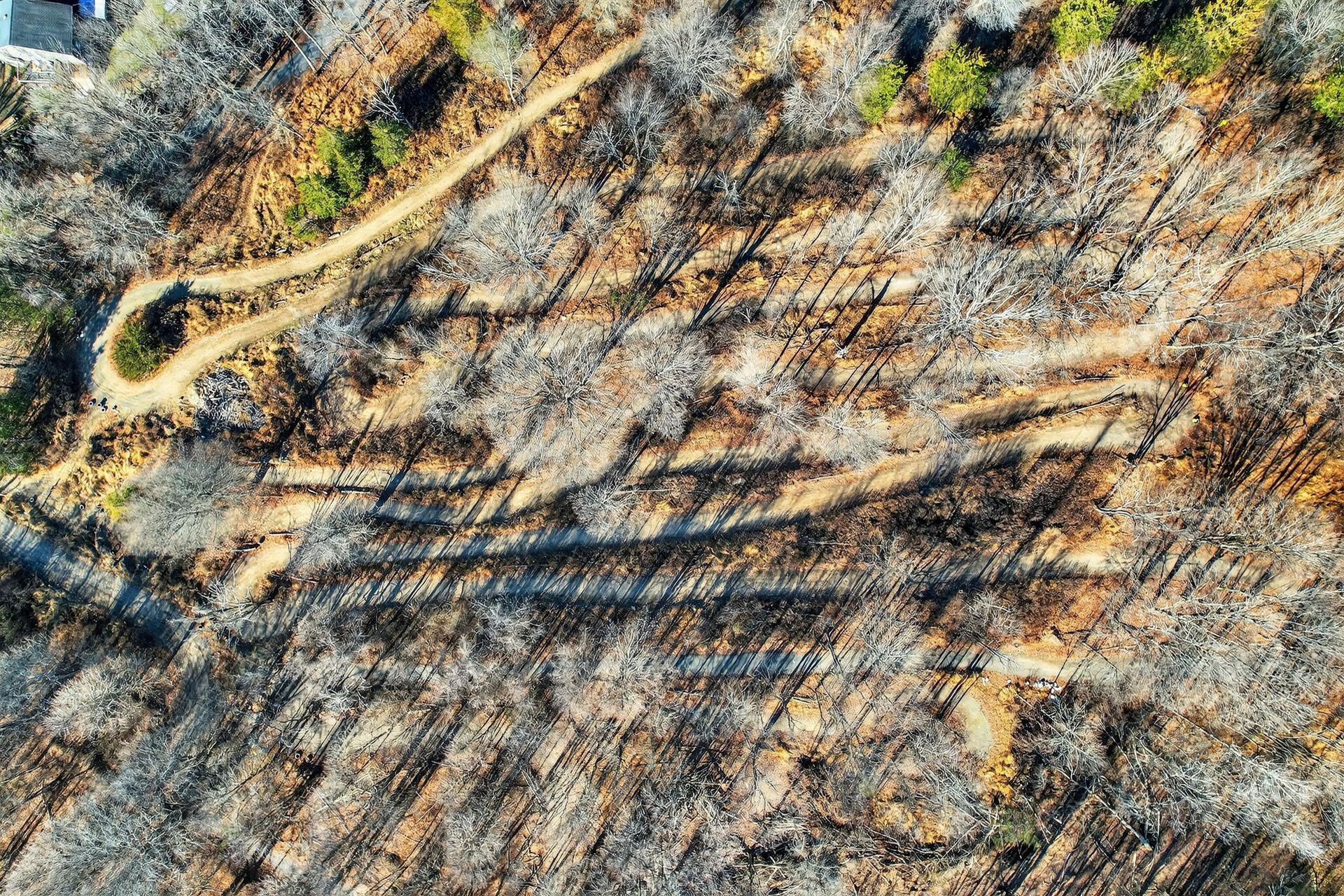 Aerial view of a winding dirt path through a dry, leafless forest with long shadows.