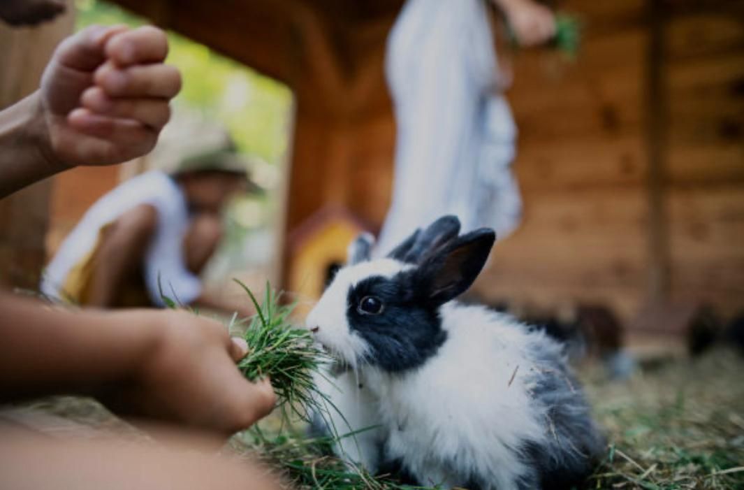 Black-and-white rabbit nibbling grass while people sit nearby in a wooden hut