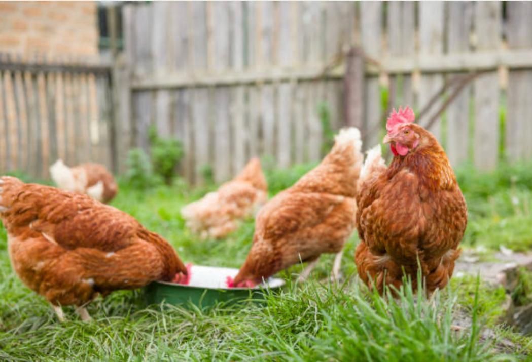 Brown chickens pecking at feed in a grassy yard near a wooden fence