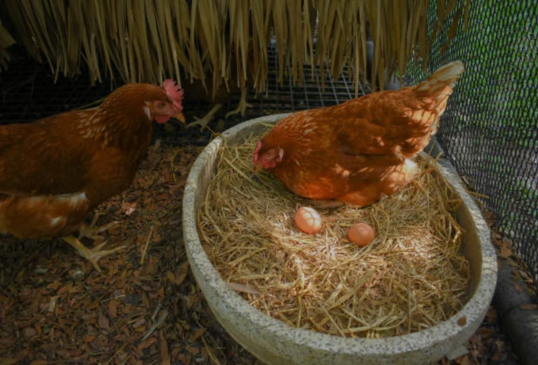Two brown hens pecking at a straw nest with eggs in a round container