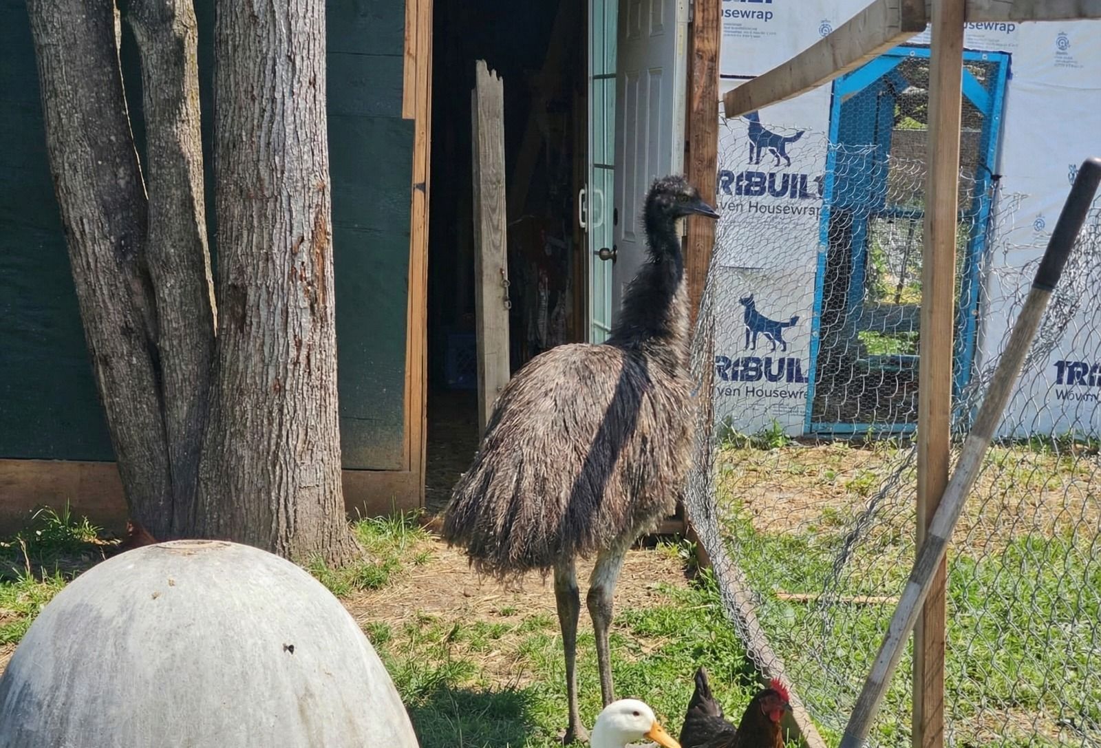 Emu standing beside a barn and trees in a fenced outdoor area