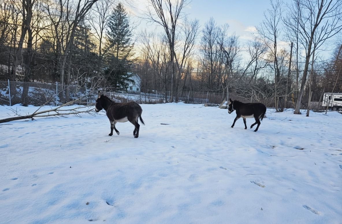 Two dark horses standing in a snowy field with leafless trees at dusk