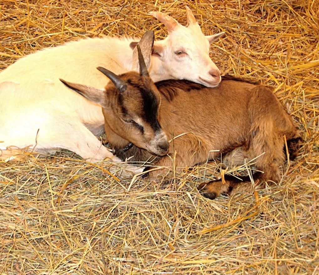 Two goats, one white and one brown, resting together on straw