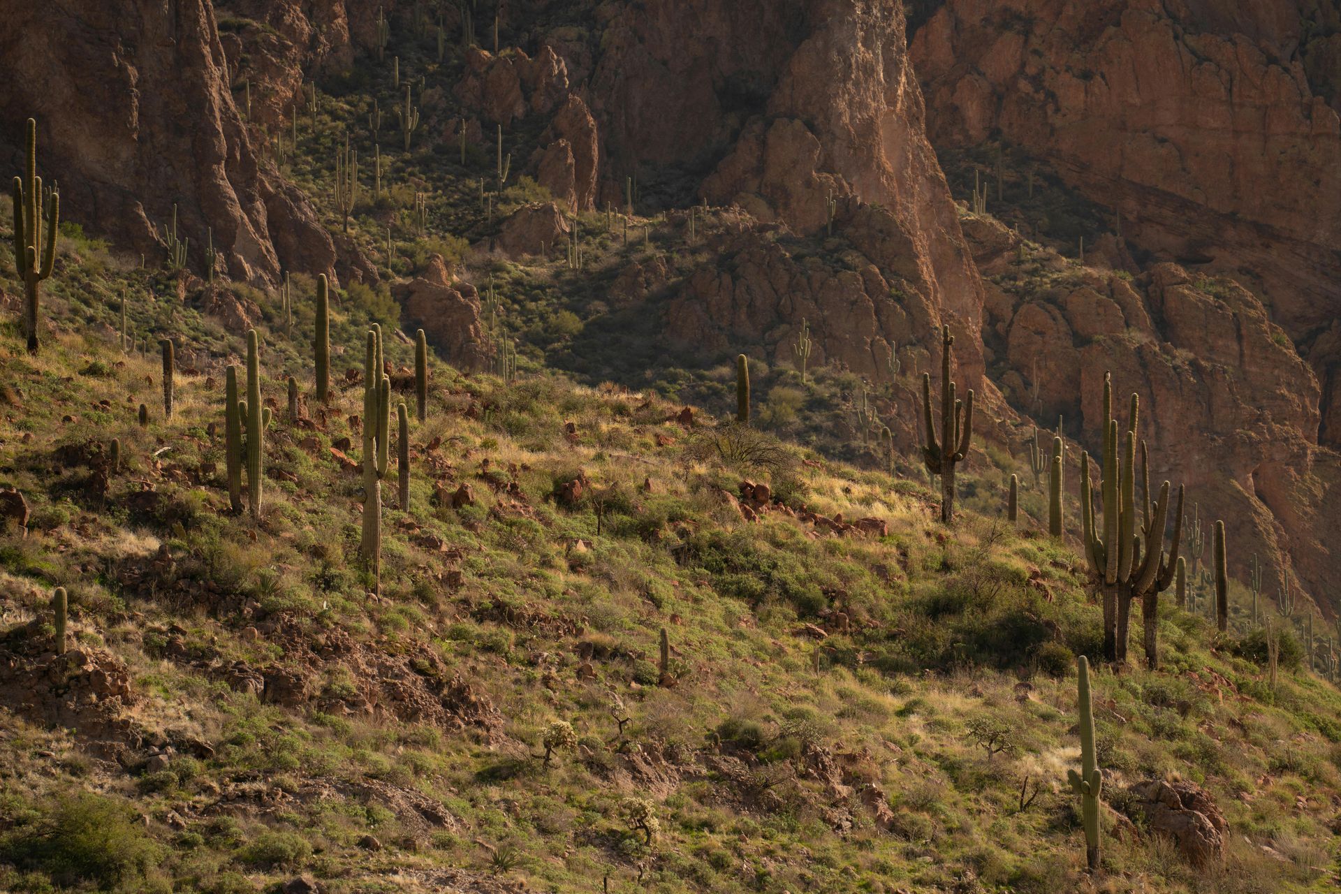 Ladera desértica con cactus dispersos y texto blanco superpuesto en el centro.