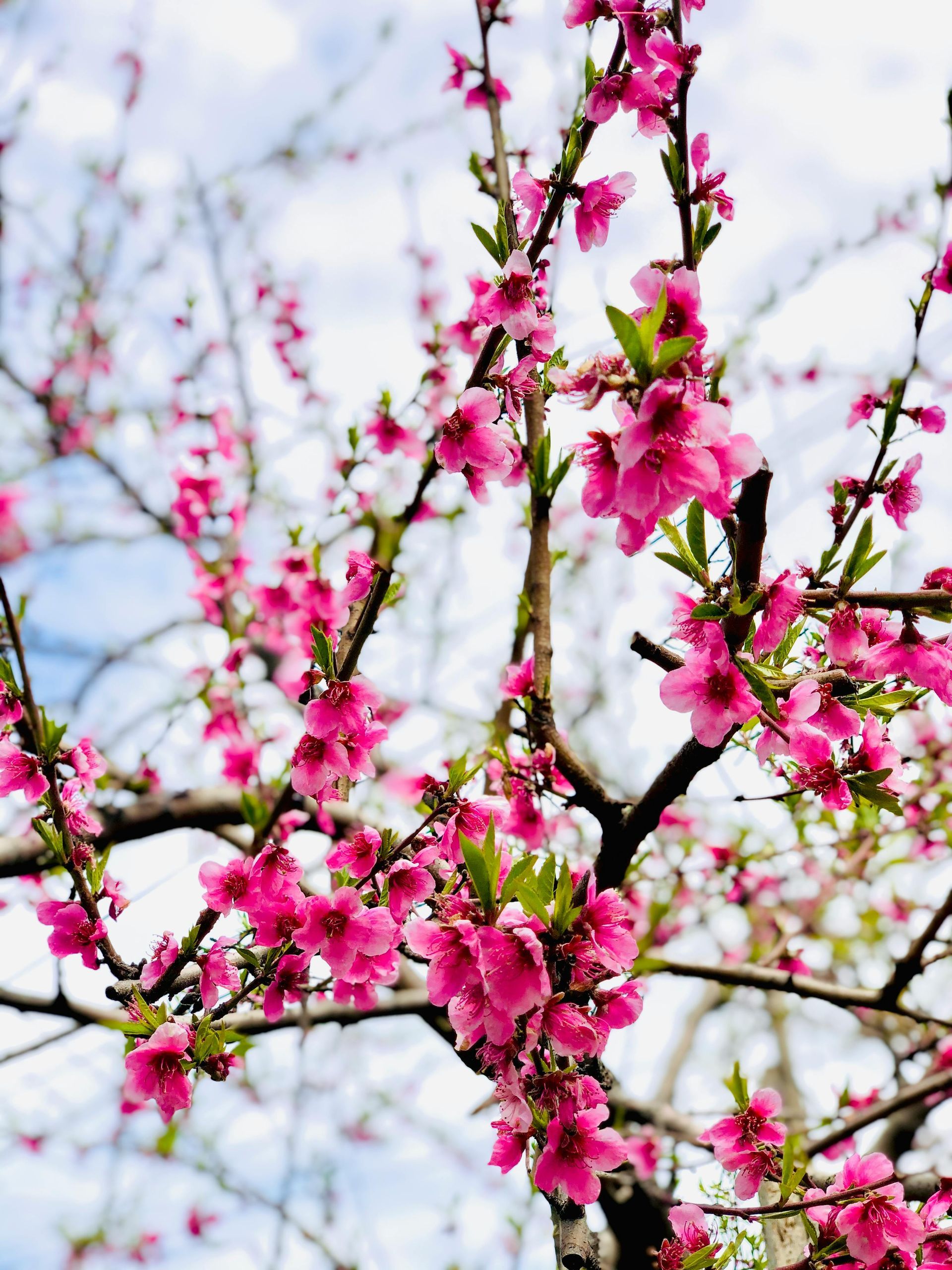 A tree with pink flowers on it against a blue sky