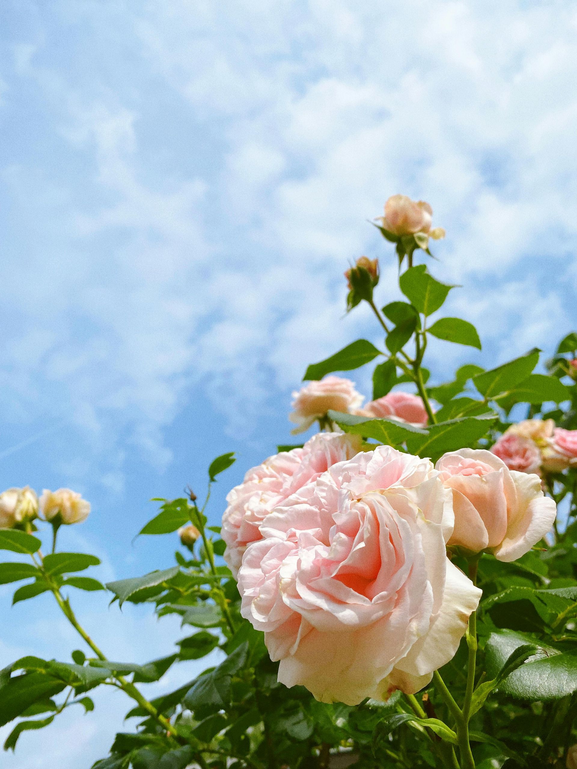 A bunch of pink roses against a blue sky