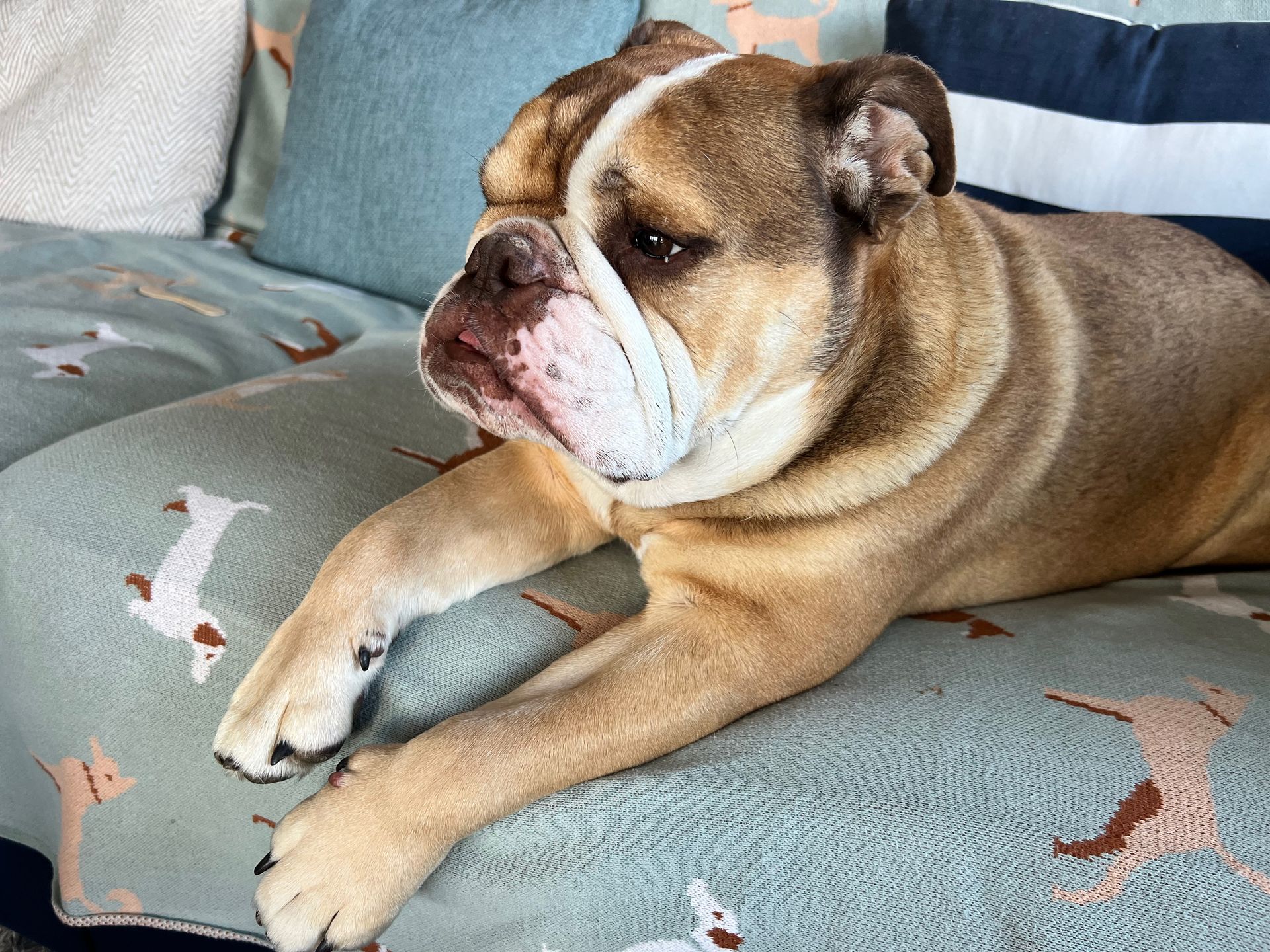 English bulldog lying on a sofa, looking to the side with a calm expression.