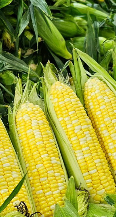 HighDream Generation 4 Plus
corn, Mais