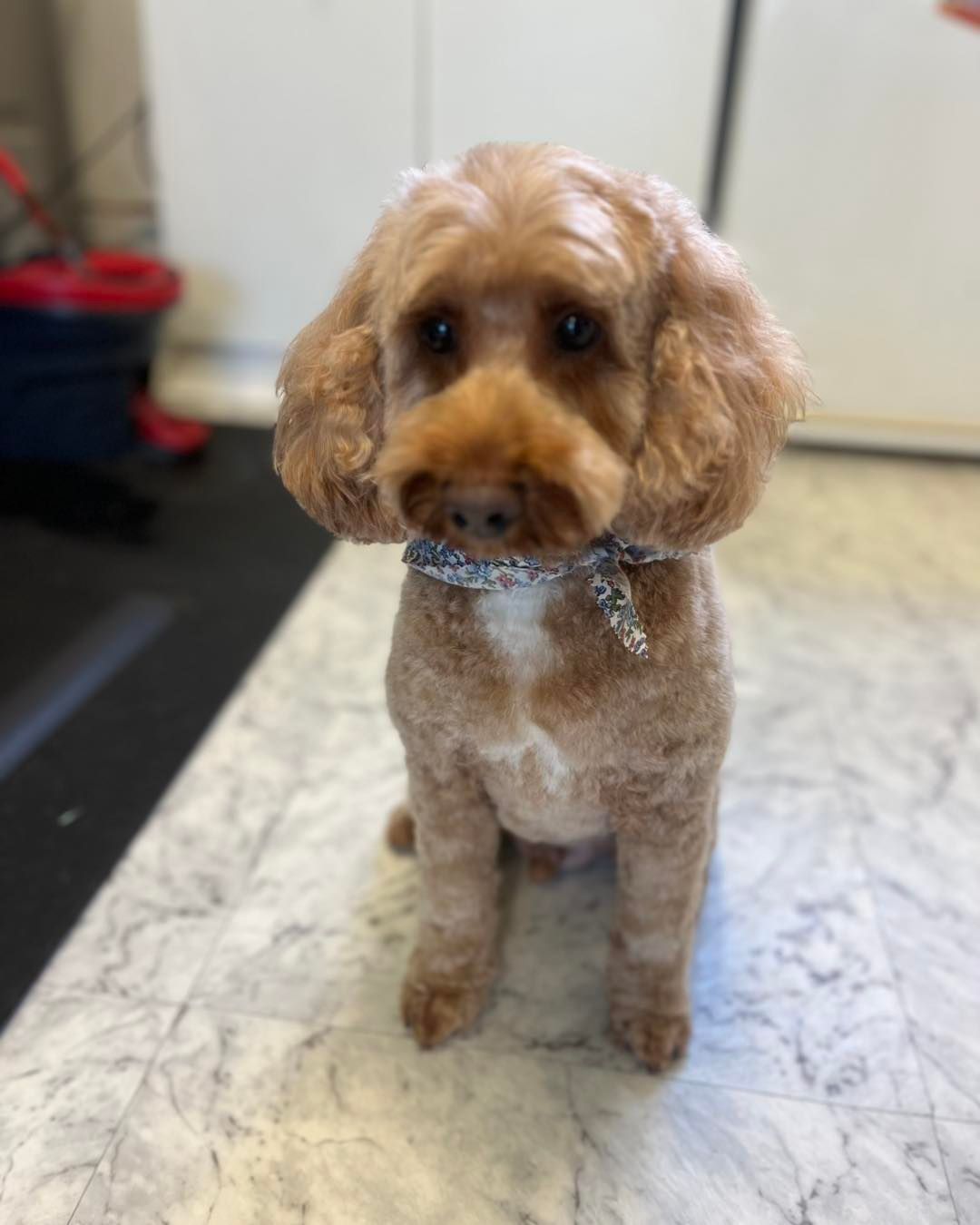 Brown poodle with a short haircut, wearing a decorative collar, sitting on a marble floor.